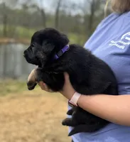 Xena, a female German Shepherd Dog for sale in Owensboro, KY – Photo 2 of 7
