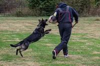 Xena, a female German Shepherd Dog for sale in Owensboro, KY – Photo 6 of 7