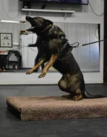 Xena, a female German Shepherd Dog for sale in Owensboro, KY – Photo 5 of 7