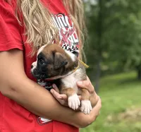 Valor , a male Boxer for sale in Owensboro, KY – 3 of 5