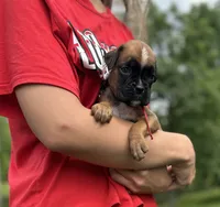 Sampson , a male Boxer for sale in Owensboro, KY – 2 of 5