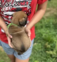 Elliott, a male Boxer for sale in Owensboro, KY – 2 of 5