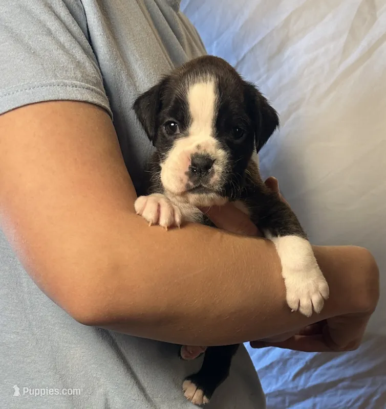 Pearl – Boxer puppy on hold in Owensboro, KY