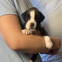 Pearl, a female Boxer for sale in Owensboro, KY – Photo 1 of 3