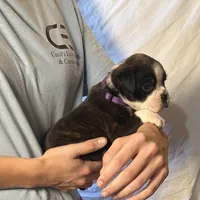 Pearl, a female Boxer for sale in Owensboro, KY – Photo 2 of 3