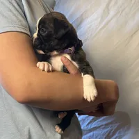 Pearl, a female Boxer for sale in Owensboro, KY – Photo 3 of 3