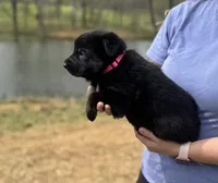 Zara, a female German Shepherd Dog for sale in Owensboro, KY – Photo 3 of 8