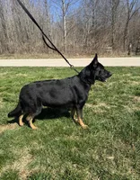 Zara, a female German Shepherd Dog for sale in Owensboro, KY – Photo 8 of 8