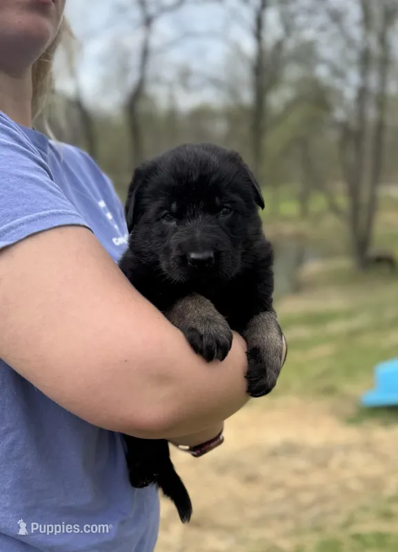 Zara – German Shepherd Dog puppy for sale in Owensboro, KY