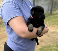 Zara, a female German Shepherd Dog for sale in Owensboro, KY – Photo 2 of 8