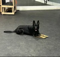 Zara, a female German Shepherd Dog for sale in Owensboro, KY – Photo 7 of 8