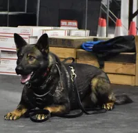 Zara, a female German Shepherd Dog for sale in Owensboro, KY – Photo 4 of 8