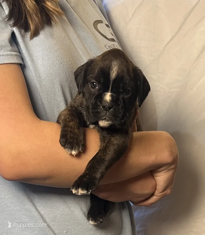 Zina – Boxer puppy on hold in Owensboro, KY