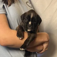 Zina, a female Boxer for sale in Owensboro, KY – Photo 1 of 3