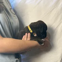 Zina, a female Boxer for sale in Owensboro, KY – Photo 2 of 3