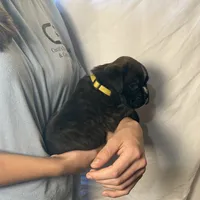 Zina, a female Boxer for sale in Owensboro, KY – Photo 3 of 3