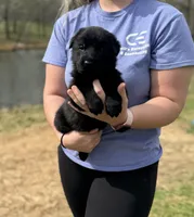 Ox, a female German Shepherd Dog for sale in Owensboro, KY – Photo 3 of 6