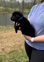 Ox, a female German Shepherd Dog for sale in Owensboro, KY – Photo 2 of 6