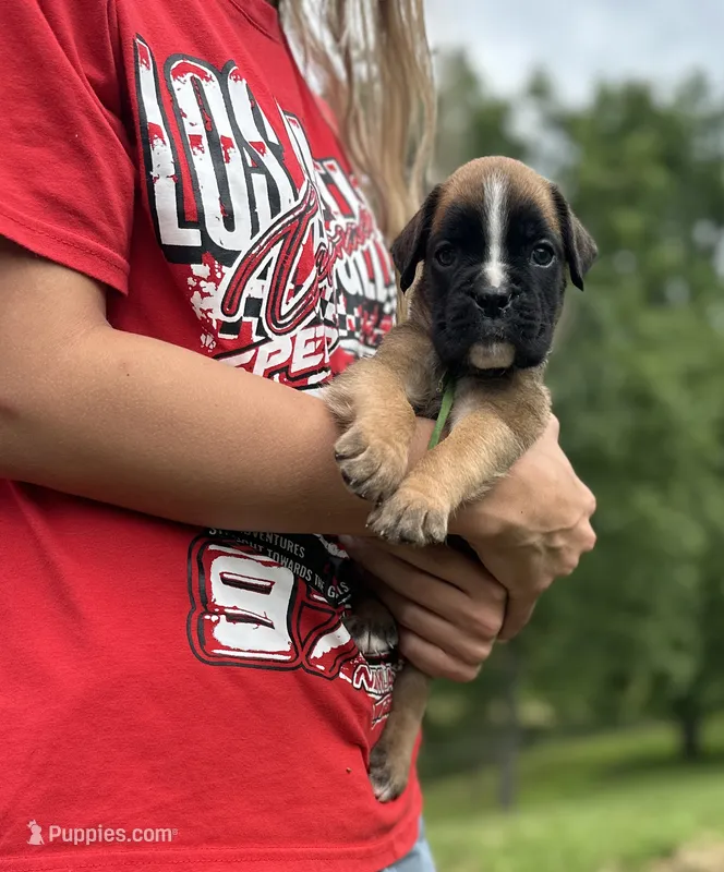 Elliott – Boxer puppy for sale in Owensboro, KY