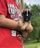 Elliott, a male Boxer for sale in Owensboro, KY – 1 of 5