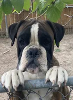 Elliott, a male Boxer for sale in Owensboro, KY – 4 of 5
