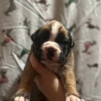 Avis, a male Boxer for sale in Owensboro, KY – Photo 2 of 7