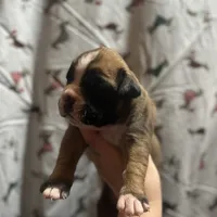 Avis, a male Boxer for sale in Owensboro, KY – Photo 3 of 7
