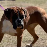 Avis, a male Boxer for sale in Owensboro, KY – Photo 5 of 7