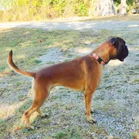 Avis, a male Boxer for sale in Owensboro, KY – Photo 6 of 7