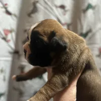 Avis, a male Boxer for sale in Owensboro, KY – Photo 4 of 7