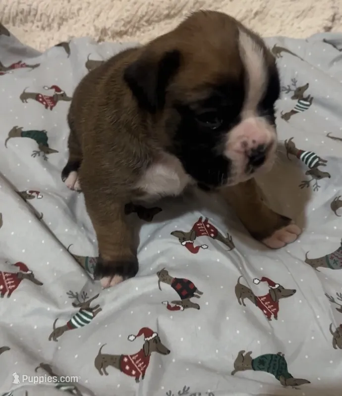 Avis – Boxer puppy on hold in Owensboro, KY