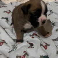 Avis, a male Boxer for sale in Owensboro, KY – Photo 1 of 7