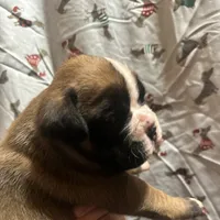 Avis, a male Boxer for sale in Owensboro, KY – Photo 7 of 7