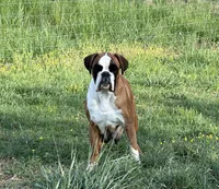 Sampson , a male Boxer for sale in Owensboro, KY – 5 of 5