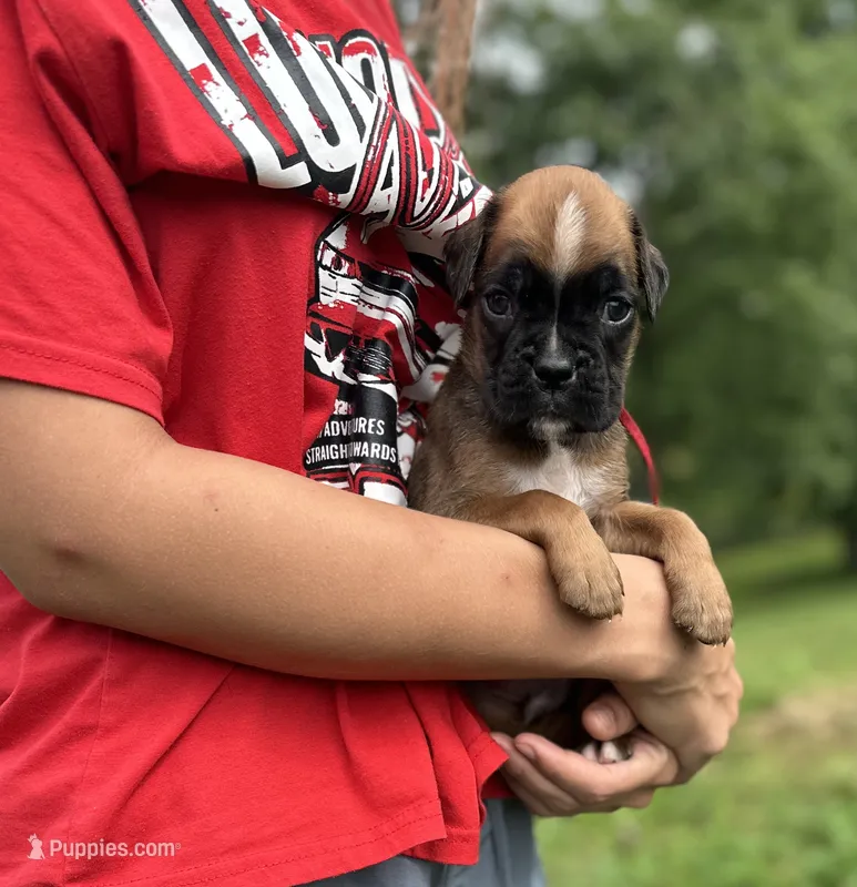 Sampson  – Boxer puppy for sale in Owensboro, KY