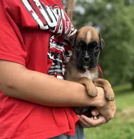Sampson , a male Boxer for sale in Owensboro, KY – 1 of 5