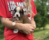 Jax, a female Boxer for sale in Owensboro, KY – 1 of 5