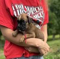 Sampson , a male Boxer for sale in Owensboro, KY – 3 of 5