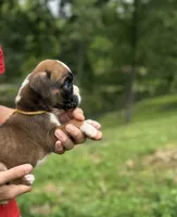 Valor , a male Boxer for sale in Owensboro, KY – 2 of 5