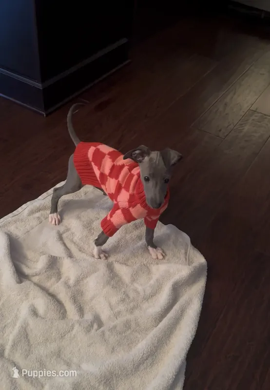 Pistachio - Italian greyhound- Male  – Italian Greyhound puppy for sale in Wexford, PA