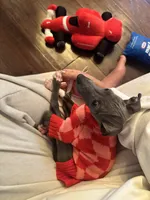 Pistachio - Italian greyhound- Male , a male Italian Greyhound for sale in Wexford, PA – 5 of 6