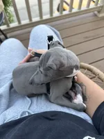 Pistachio - Italian greyhound- Male , a male Italian Greyhound for sale in Wexford, PA – 3 of 6