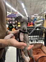 Pistachio - Italian greyhound- Male , a male Italian Greyhound for sale in Wexford, PA – 2 of 6