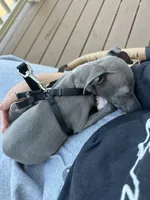 Pistachio - Italian greyhound- Male , a male Italian Greyhound for sale in Wexford, PA – 4 of 6