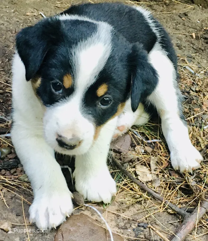 Peanut – Border Collie, Lancashire Heeler puppy for sale in Parish, NY