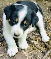 Peanut, a male Border Collie and Lancashire Heeler for sale in Parish, NY – 1 of 5