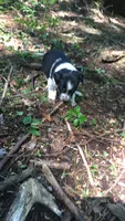Hazel, a female Australian Cattle Dog and Border Collie for sale in Parish, NY – 4 of 9