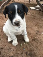 Almond, a male Border Collie and Lancashire Heeler for sale in Parish, NY – 7 of 9