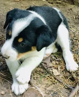 Peanut, a male Border Collie and Lancashire Heeler for sale in Parish, NY – 3 of 5