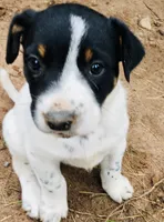 Almond, a male Border Collie and Lancashire Heeler for sale in Parish, NY – 9 of 9